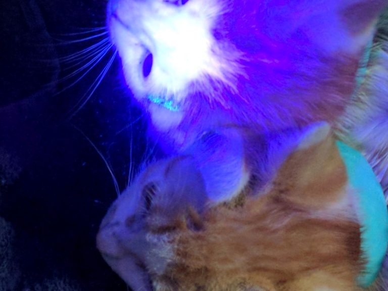 How to Identify Ringworm Glow – Fostering Cats