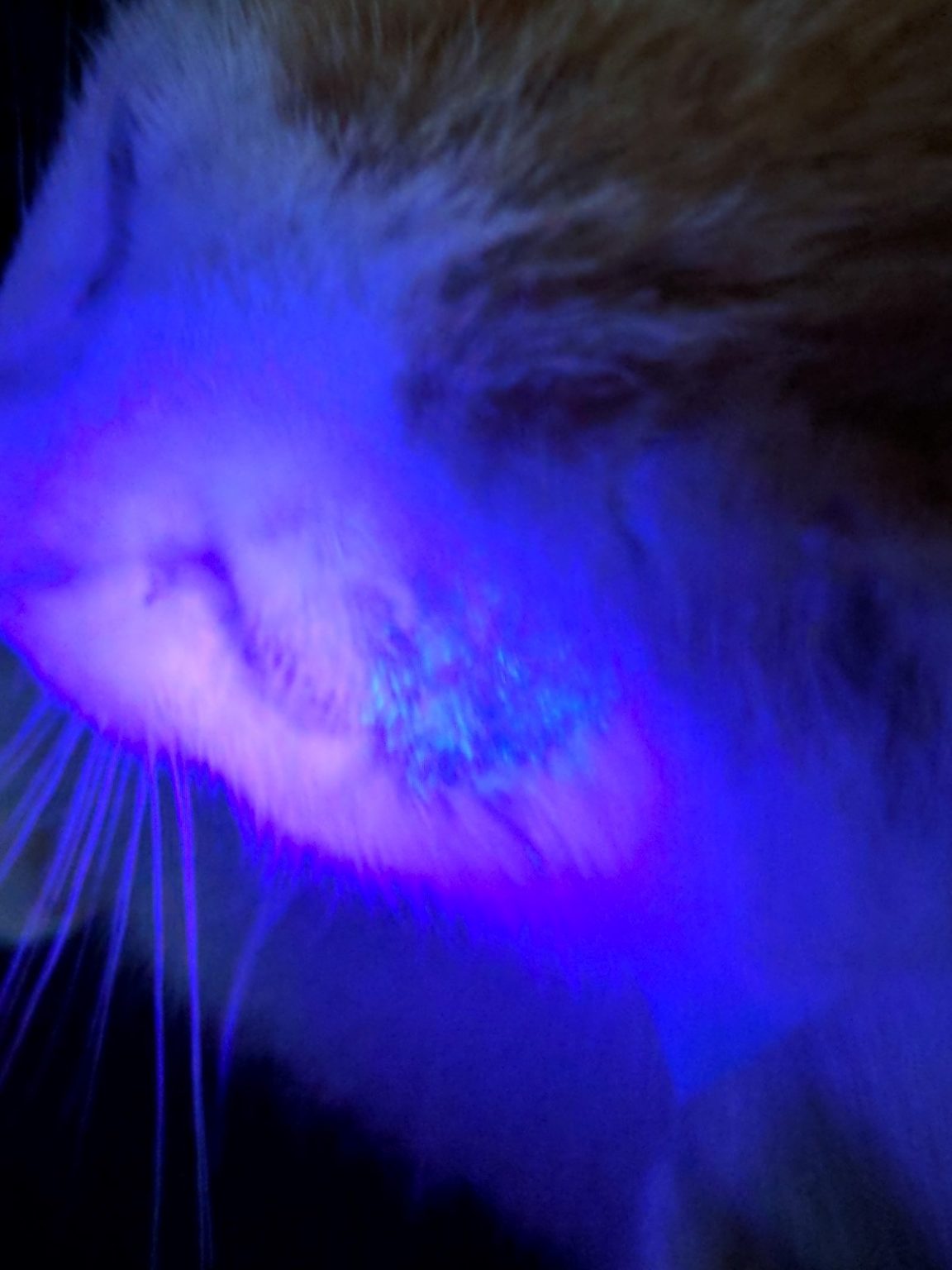 how-to-identify-ringworm-glow-fostering-cats