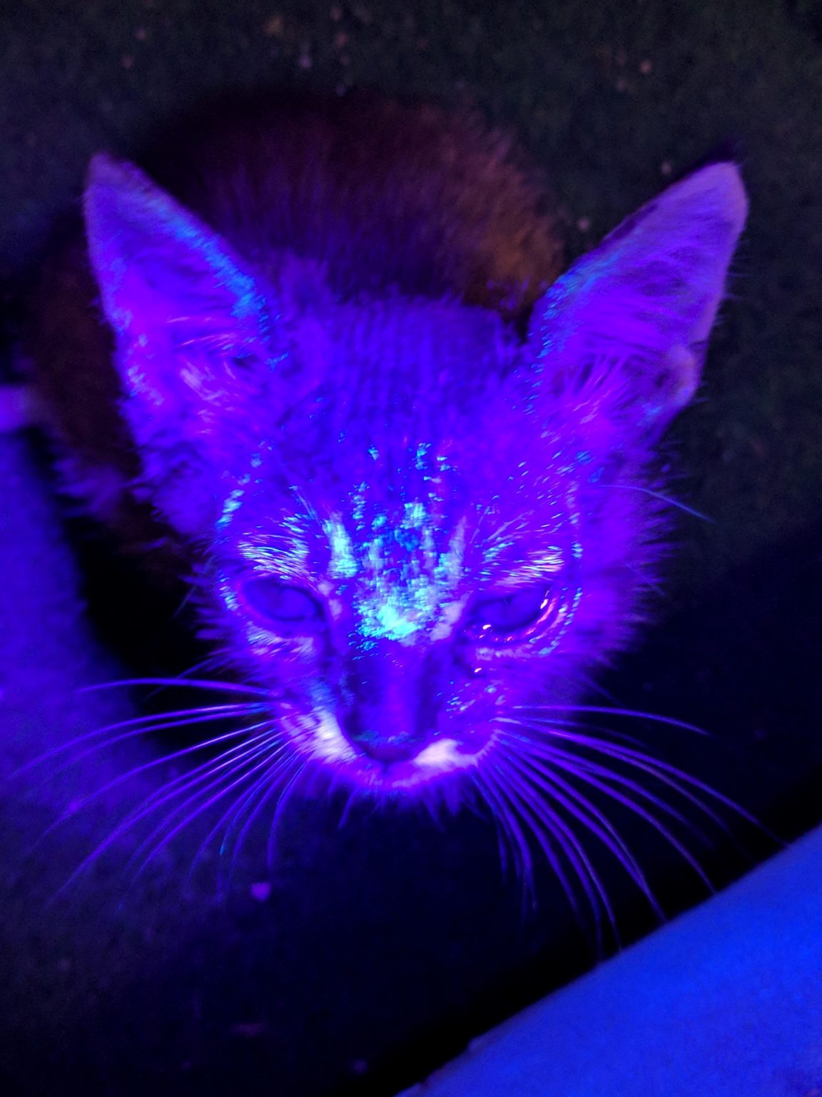 How To Identify Ringworm Glow Fostering Cats