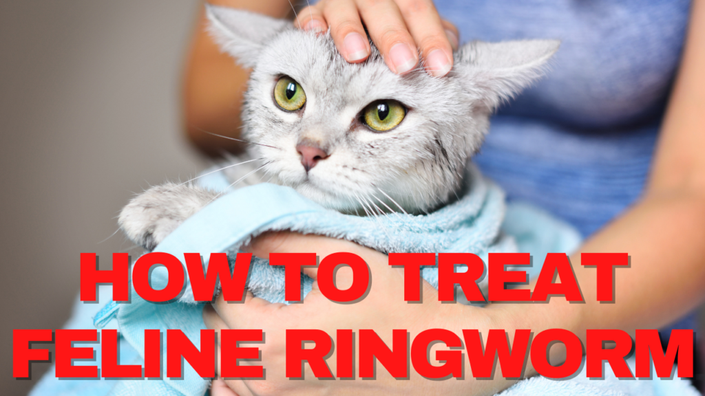 ringworm in cats ears
