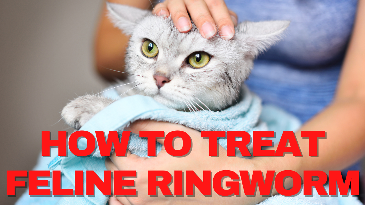 what-is-the-best-most-effective-treatment-for-feline-ringworm